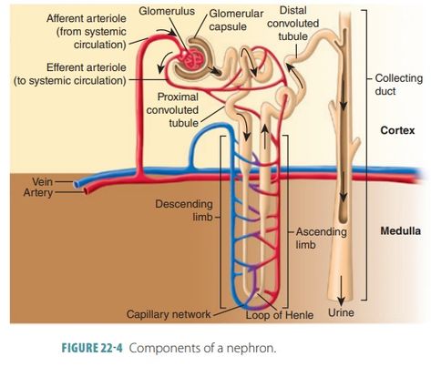 Nephron Anatomy, Gap Junction, Loop Of Henle, Basement Membrane, Anatomy And Physiology, Human Anatomy, Study Tips, Anatomy