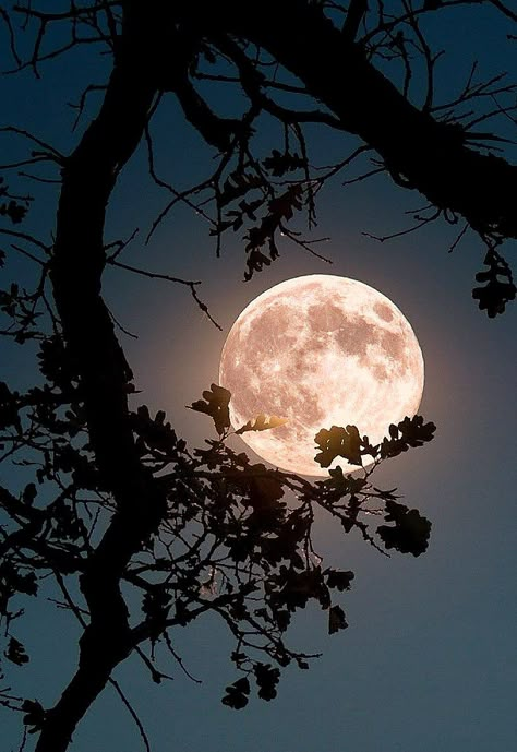 Beautiful Moon Pictures, Night Sky Moon, Moonlight Photography, Night Sky Photography, The Moon Is Beautiful, Night Sky Wallpaper, Moon Aesthetic, Moon Moon, Moon Pictures