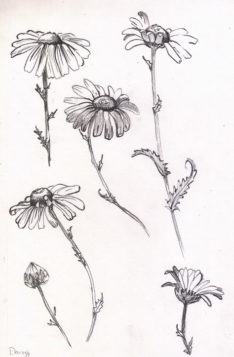 Daisy study/sketch in pencil Black And White Daisy Drawing, Dasie Flower Drawings, Flowers In Pencil, Flower Study Sketch, Wild Daisy Drawing, Realistic Daisy Drawing, Daisy Sketch Tattoo, Daisy Sketch Pencil, Drawings Of Daisies