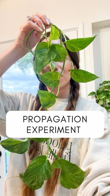 Claudia • houseplant care | tips | styling on Instagram: "PROPAGATION EXPERIMENT 🌱 While applying keiki paste to some bare spots on my marble Queen I accidentally chopped a hole vine 🤦‍♀️ Oops! So let’s experiment. Which do you think will root first; propagations with leaves or bare nodes in water? If you’ve tried the bare nodes in water propagation method, I’d love to know how it went! . . . . . #pothosmarblequeen #marblequeen #trailingthursday #pothos #pothospropagation #propagation #pro Keiki Paste, Water Propagation, Marble Queen, Houseplant Care, Leafy Plants, Plants Green, I Accidentally, House Plant Care, I Am A Queen