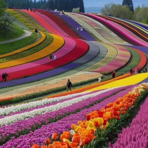 Field of Tulips Dutch Tulip Fields, Holland Tulip Fields, Tulip Fields Netherlands, Tulips Field, Field Of Tulips, Travel Netherlands, Tulip Field, Dutch Tulip, Tulip Fields