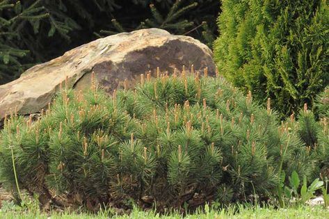 Pinus mugo 'Slowmound' (Dwarf Mountain Pine) is a small conifer forming a dense, spreading, cushion-shaped mound of finely textured, rich dark green needles. This dense multi-stemmed evergreen shrub holds its color through the winter and looks great year-round. This is an extremely slow-growing pine, 3-6 in. per year (7-15 cm), and a very appealing addition for small gardens, rock gardens or foundation plantings. Mugo Pine, Pinus Mugo, Pine Garden, Front Garden Landscape, John Wilson, Border Plants, Planting Shrubs, Coastal Gardens, Beautiful Yards