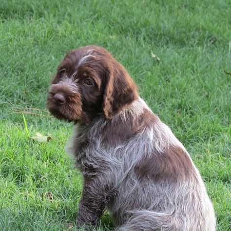 The Wirehaired Pointing Griffon is an excellent choice for a trekking and hunting companion. It was in the 1800s when these medium-sized canines were developed to serve hunters. Since then, they’ve grown in popularity as a hunting dogs throughout North America and Europe. The Wirehaired Pointing Griffon is one of the most popular dog breeds in the United States. They are very friendly dogs and family pets. A dog of this kind is ideal for a family with children who are active and like spend Best Puppy Food, Pointing Griffon, Wirehaired Pointing Griffon, Griffon Dog, Dog Crossbreeds, Free Puppies, Huge Dogs, Popular Dog Breeds, Best Puppies