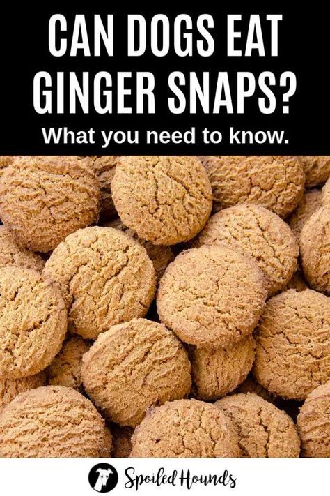 Can dogs eat ginger snaps? Keep your dog safe and find out what you need to know about dogs and ginger snap cookies on Spoiled Hounds. #pets #dogsafety #doghealth #dogs #doglovers #doginformation #dogownertips #pethealth #ginger #gingersnaps Senior Dog Food Recipes, Health Benefits Of Ginger, Food Resources, Ginger Benefits, Best Dog Toys, Ginger Snap, Ginger Snap Cookies, Dog Information, Food Advertising