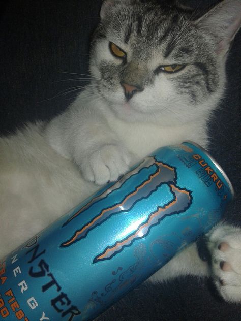 Drunk Cat, Cat Gym, Monster Energy Drink, Love Monster, Silly Cats Pictures, Cat Drinking, Monster Energy, Funny Cute Cats, Silly Cats