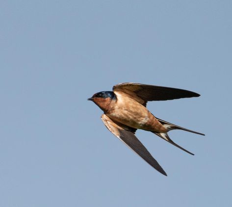 My most challenging bird-in-flight subject yet these Barn Swallows are quick! #birds Swallows In Flight, Swallow Flying Photography, Swallow Bird Photography, Swallow Painting, Swallow Flying, Swallow In Flight, Flying Photography, Conceptual Portrait, Insect Photos