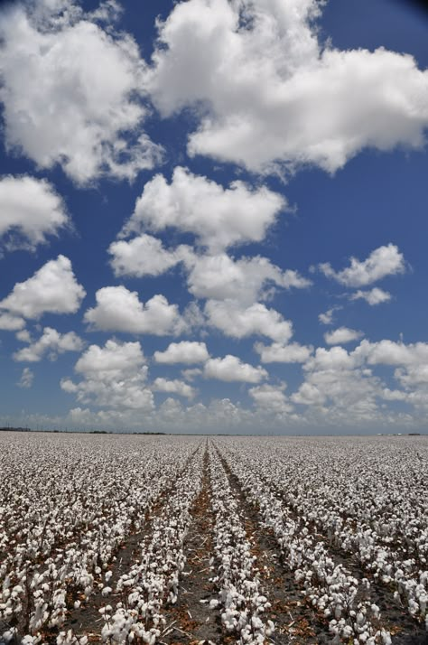 Corpus Christi, Tx Cotton field an hour before harvest time Cotton Field Pictures, Field Images, Cotton Plantations, Field Pictures, Field Wallpaper, Cotton Boll, Cotton Fields, Wallpapers Vintage, Farm Life