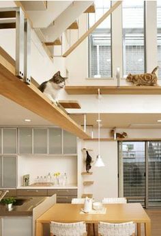 Cat-Friendly House Design: Japanese housing builders have come up with designs with special features for cats. Description from pinterest.com. I searched for this on bing.com/images Cat Furniture Design, Katt Grejer, Cat Bedroom, Casa Clean, Cat Wall Shelves, Cat Wall Furniture, Cat House Diy, Cats House, Pet Friendly House