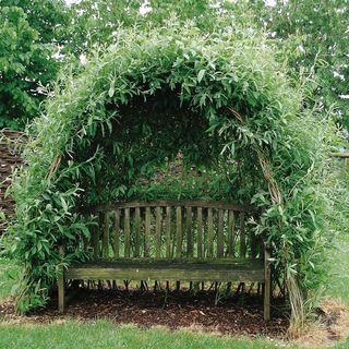 Willow Kit, Garden Tunnel, Tunnel Design, Willow Fence, Willow Garden, Living Willow, Garden Nook, Sensory Garden, Garden Arbor