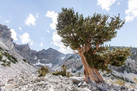 AvatarKnowmad/Getty Images Bristlecone Pine Tree, Austrian Pine, Mugo Pine, Lodgepole Pine, Zion Utah, Longleaf Pine, Climate Warming, National Parks America, Yosemite Camping