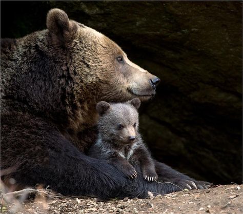 Animal Therapy, Mom Bear, Mother Bears, Brown Bears, Momma Bear, We Bear, Personal Aesthetic, Bear Pictures, Love Bear