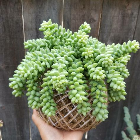 Sedum Burrito Kokedama 💚💚💚 Indoor Plants Diy, Plant Hacks, Indoor Gardens, Room With Plants, Succulents Diy, Cactus And Succulents, Plant Wall, Yard Landscaping, Arte Floral