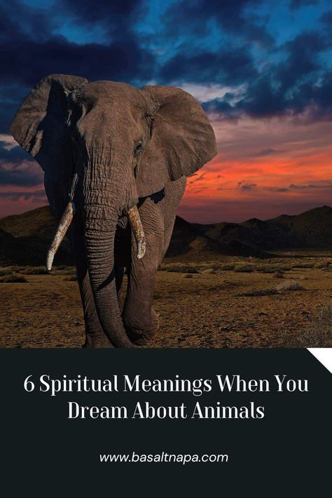 6 Spiritual Meanings When You Dream About Animals Cat Biting, Dream Images, Second Wedding Dresses, Dream Meanings, Dream Symbols, Dog Biting, Spiritual Meaning, Second Weddings, Bad News