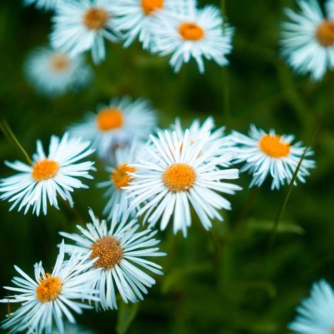 🤍 #colorado #flowers #wildflowers #naturephotography #nature #explore #travel #adventure #stopandsmelltheflowers #pretty #photography #sonycamera Colorado Flowers, Pretty Photography, Sony Camera, Explore Travel, Sierra Nevada, Travel Adventure, Nevada, Wild Flowers, Colorado