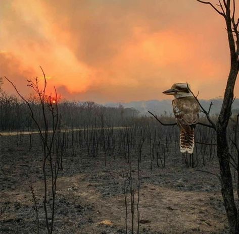 In Australia After A Fire Bushfires In Australia, Sony World Photography Awards, Dramatic Photos, Australian Bush, Before Midnight, World Photography, Photography Awards, William Shakespeare, New South Wales