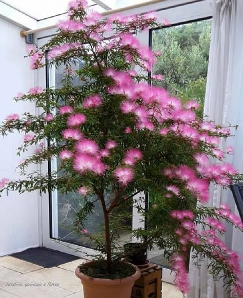 Powder Puff Tree, Conservatory Plants, نباتات منزلية, Flower Tree, Patio Plants, Garden Trees, Exotic Plants, Flowering Trees, Exotic Flowers