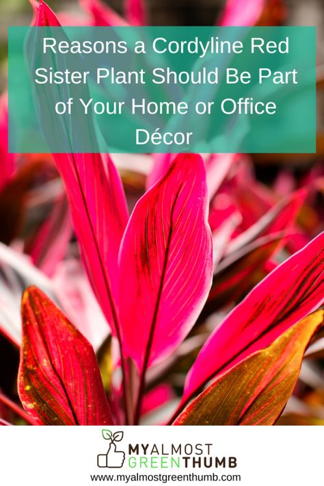 Wondering whether a red sister plant is a good choice for your home or office decor? Here are some things to consider and tips for caring for a red sister plant. The post Reasons a Cordyline Red Sister Plant Should Be Part of Your Home or Office Décor  appeared first on My Almost Green Thumb. Red Sister Plant, Web Stories, Hawaiian Culture, Tropical Tree, Colorful Plants, Beautiful Centerpieces, Large Planters, Fake Plants, Plant Needs