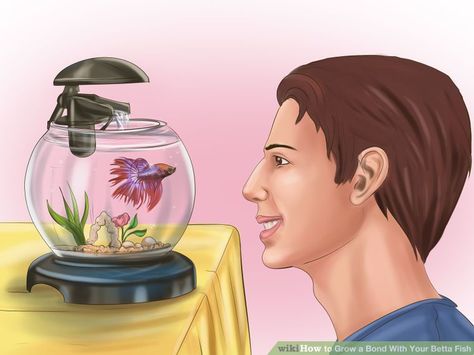 How to Grow a Bond With Your Betta Fish: 11 Steps (with Pictures) Betta Fish Care, Betta Fish Tank, African Cichlids, Fish For Sale, Pet Ideas, Fish Care, Fish Farming, Pet Fish, Freshwater Aquarium