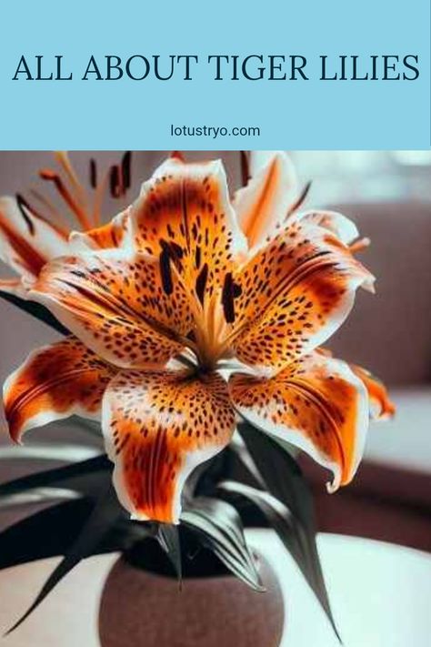 Tiger lilies captivate garden lovers with their striking appearance. Characterized by their unique orange petals adorned with dark spots, these flowers bring warmth and color to any botanical collection. Whether you want to enhance your garden or learn about their distinct features and growth habits, tiger lilies are a beautiful addition. Discover more about their habitats, care tips, and how to grow tiger lilies to bring a splash of dramatic color to your landscape. Gold Mop Cypress, Red Tiger Lily, Tiger Lily Flowers, Fire Lily, Lily Care, Tiger Lilies, Lily Bloom, Botanical Collection, Blue Coat