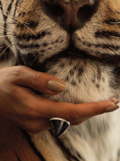 Leopards, The Tiger, Winter Photography, Fantastic Beasts, Creative And Aesthetic Development, Fashion Shoot, Nude Nails, Black Panther, Minimal Fashion