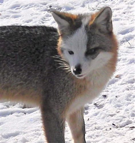 Photo in Piebald Albino 2 - Google Photos Grey Fox Therian, Piebald Animals, Fox Breeds, Melanistic Animals, Fox Species, Fox Pictures, Foxes Photography, Grey Fox, Pet Bunny