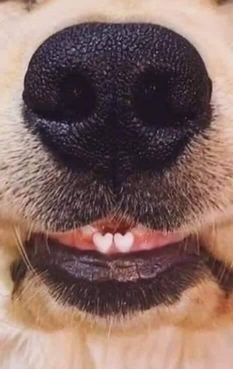 Dog Laughing, Dogs Nose, Dog Nose, Jolie Photo, Dog Photography, Sweet Animals, Dog Gifs, Animal Planet, Cute Funny Animals