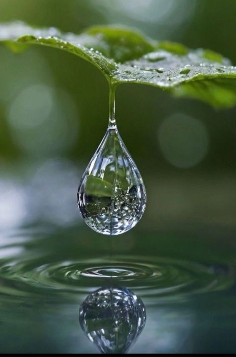 Leaf With Water Drop, Water Drop On Leaf, Love Life Tattoo, Screen Savers Wallpapers Backgrounds, Water Drop Photography, Leaf Photo, Macro Photography Nature, Lotus Flower Art, Splash Images