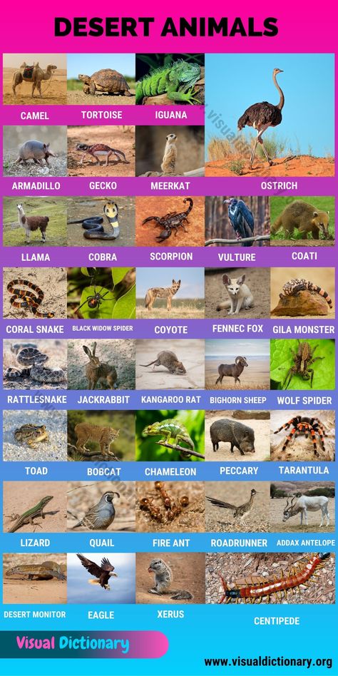 Animals In Desert, Animals Classification, Classification Of Animals, Names Of Animals, Desert Habitat, English Animals, Mammals Animals, Animals Name In English, Animal Infographic