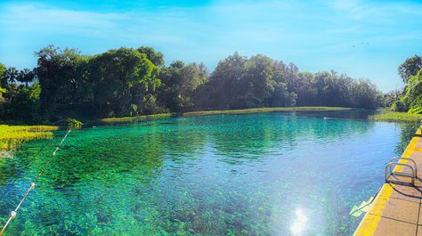 Rainbow Springs State Park, Florida Springs In Florida, Rainbow Springs State Park, Kelly Park, Ocala National Forest, Rainbow River, Rainbow Springs, Florida Springs, Rock Springs, Crystal River