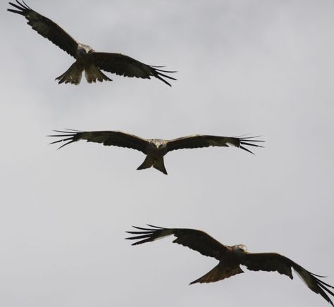 Red Kite Tattoo Design, Red Kite Bird Tattoo, Red Kite Tattoo, Counselling Logo, Kite Tattoo, Tattoo Eagle, Vogel Tattoo, Red Kite, Random Aesthetics