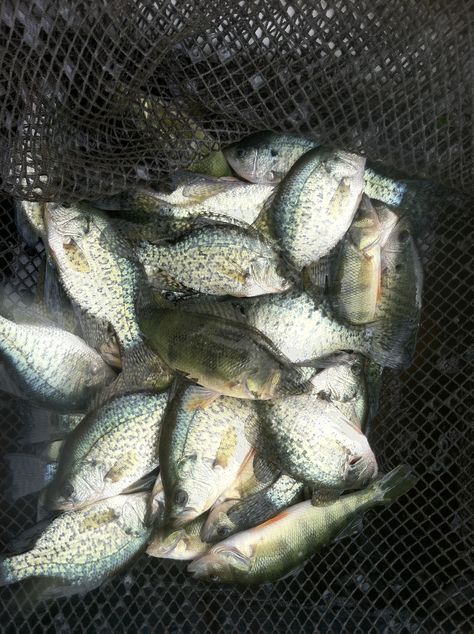 Put Summit Lake in the Creston area on your list of lakes to fish this fall and winter! Here is one of our sampling net catches with some crappies exceeding 9 inches and yellow perch commonly reaching 8.5 inches. #Iowa #fishing Fish In Net, Fish References, White Perch, Yellow Perch, Lake Fish, Princess Bedrooms, Summit Lake, Fish Bait, Fall Fishing