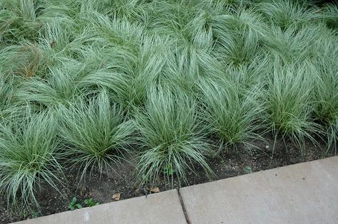 Carex Amazon Mist, Pennisetum Hameln, Backyard Border, Carex Comans, Garden Grasses, Garden Border Edging, Edible Landscape, Landscape Nursery, Grass Landscape