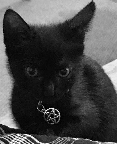 Cat Pentagram, Salem Witches, The Black Cat, A Black Cat, A Black, The Black, Black Cat, Black