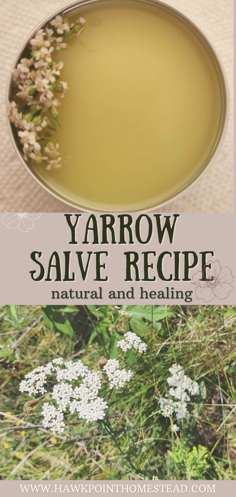 This recipe for how to make yarrow salve, a healing herbal salve, is an easy-to-make useful herbal salve. This salve made from yarrow has healing benefits for the skin and great to have on hand.  Yarrow is a versatile and great herb with so many different possible medicinal properties. It is very easy to grow and is commonly found growing wild. Lavender Salve Benefits, Dried Yarrow Uses, Dandelion Salve Recipes, Yarrow Salve, Comfrey Salve Recipe, Yarrow Uses, Apple Blossom Recipe, Comfrey Salve, Herbal Salve Recipes