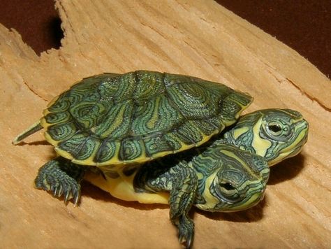 Two Headed Yellow Bellied Slider for sale from The Turtle Source Yellow Belly Turtle, Yellow Bellied Slider, Cute Turtle Drawings, Turtle Tanks, Turtle Sketch, Sea Turtle Drawing, Red Eared Slider, Turtle Drawing, Aquatic Turtles