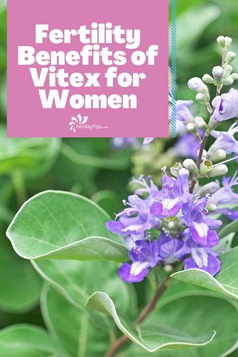 While the exact effect of vitex on fertility is not fully understood, it is believed that the active ingredients within the plant’s berries can help affect hormone production and balance and in turn, interfere with ovulation and fertility. Learn all about the health benefits when it comes to women’s reproductive health, here. Vitex Benefits For Women, Vitex Fertility, Chasteberry Benefits, Vitex Benefits, Follicle Stimulating Hormone, Hormonal Birth Control, Improve Fertility, Magnesium Benefits, Ginger Benefits