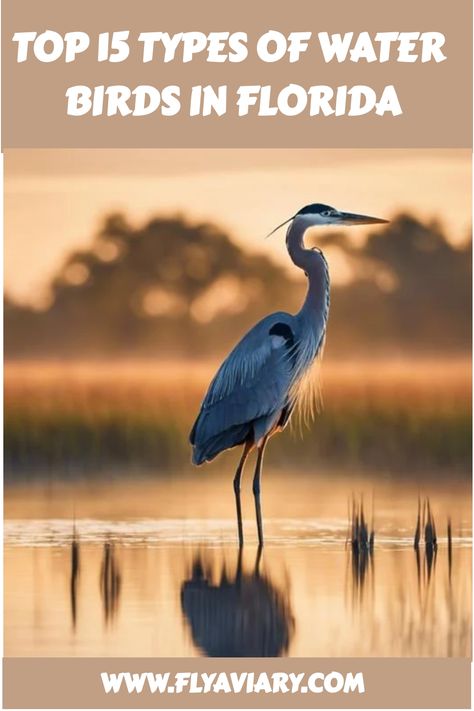 From majestic herons to colorful flamingos, explore the stunning Types Of Water Birds In Florida 🐦🌊 #FloridaWildlife #BirdsOfFlorida Florida Birds, Types Of Water, Green Heron, Florida Water, Water Birds, Everglades Florida, Bird Watercolor Paintings, Bird Watercolor, Bird Care