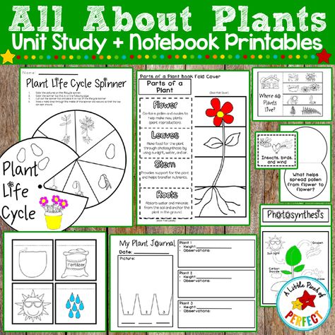 All About Plants Activities (Preschool, Kindergarten, First Grade, Second Grade) Fall Leaf Science, Painting With Bubbles, Flowers Activities, Plant Lap Book, Plants Activities, Leaf Science, Interactive Lapbooks, Fish Alphabet, Plant Lessons