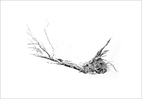 fallen tree by rachel goodyear Fallen Tree Drawing, Rachel Goodyear, Landscape Sketchbook, Fallen Tree, Sketchbook Ideas, Tree Drawing, Monster Art, Autumn Trees, Animal Drawings