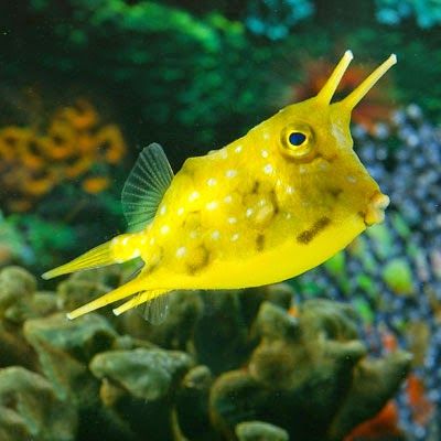 The Longhorn Cowfish Cow Fish, Long Horns, Saltwater Aquarium Fish, Saltwater Fish Tanks, Salt Water Fish, Saltwater Tank, Beautiful Sea Creatures, Cute Fish, Underwater Creatures