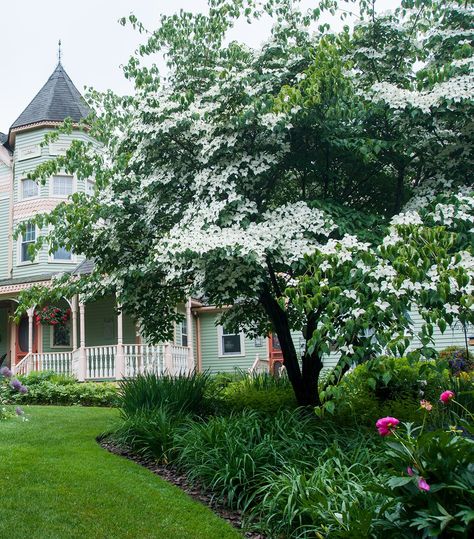 Chinese-Dogwood Southern Magnolia Tree, Pagoda Dogwood, Golden Rain Tree, White Flowering Trees, Flowering Crabapple, Fringe Tree, Pink Flowering Trees, Trees For Front Yard, Conifers Garden