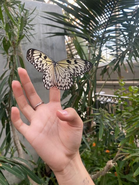 Most beautiful Yellow butterfly UT biosphere thanksgiving point Butterfly On Finger, Butterfly On Hand, Ink Illustrations, Nature Aesthetic, Art Challenge, Insta Photo Ideas, Art Tips, Not Mine, Aesthetic Wallpapers