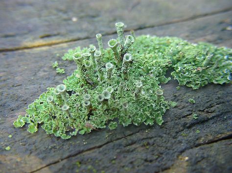 Pixie Cup Lichen | Flickr - Photo Sharing! Pixie Cup Lichen, Lichen Moss, Slime Mould, Plant Fungus, Moss Garden, Mushroom Fungi, Plant Life, Botany, Amazing Gardens