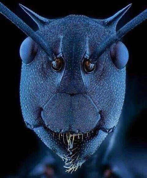 Ant face under an electron microscope - Imgur Microscopic Photography, Black Ants, Micro Photography, Cool Insects, Microscopic Images, Electron Microscope, Microscopes, Beautiful Bugs, Things Under A Microscope