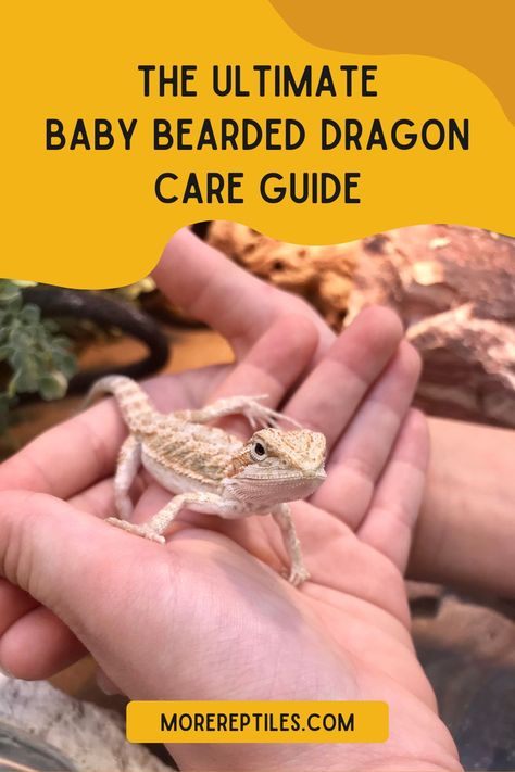 Bearded Dragon Checklist, Caring For Bearded Dragon, Bearded Dragon Essentials, Baby Bearded Dragon Tank Setup, How To Take Care Of A Bearded Dragon, Bearded Dragon Care Guide, Bearded Dragon For Beginners, Bearded Dragon Facts, Baby Bearded Dragon Care