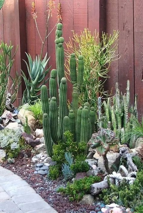 Succulent Landscape Design, Succulent Garden Design, Succulent Landscaping, Desert Garden, Succulent Gardening, The Secret Garden, Agaves, Cactus Y Suculentas, Drought Tolerant Plants