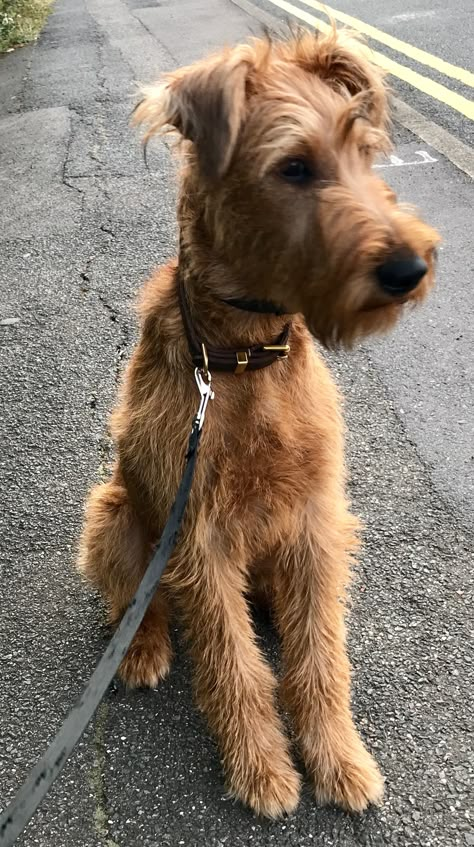 Airedale Dogs, Hilarious Dogs, Welsh Terrier, Irish Terrier, Wire Fox Terrier, Pretty Dogs, Airedale Terrier, Brown Dog, Scottish Terrier