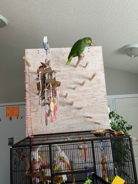 Enrichment board for birds. Lorikeet Enrichment, Animal Enrichment, Parrot, Birds