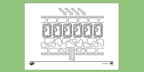 FREE! - Cross Section Of A Leaf Diagram Colouring | Colouring Sheet Cross Section Of A Leaf, Leaf Diagram, Food Chain Worksheet, Cross Section, Food Chain, I Have A Dream, Martin Luther King Jr, Fifth Grade, Fourth Grade