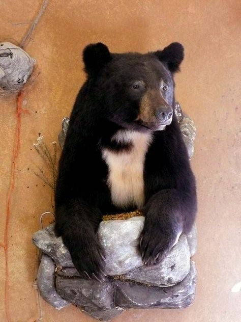 Bear Taxidermy Ideas - Page 2 - HuntingNet.com Forums Black Bear Mounts, Bear Taxidermy, Duck Mount, Bear Mounts, Deer Antler Decor, Taxidermy Decor, Taxidermy Display, Animal Mounts, Hunting Room